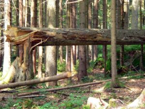 Haus Zur Wildnis In Ludwigsthal Nationalparkzentrum Falkenstein